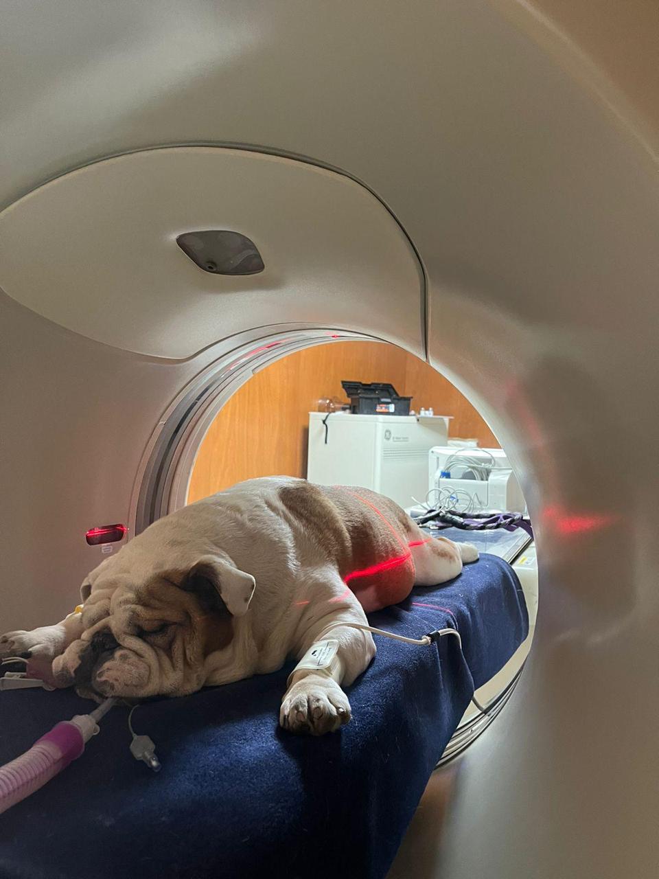 Bultos, sangrados y pérdida de peso, lo que debemos observar en nuestras mascotas